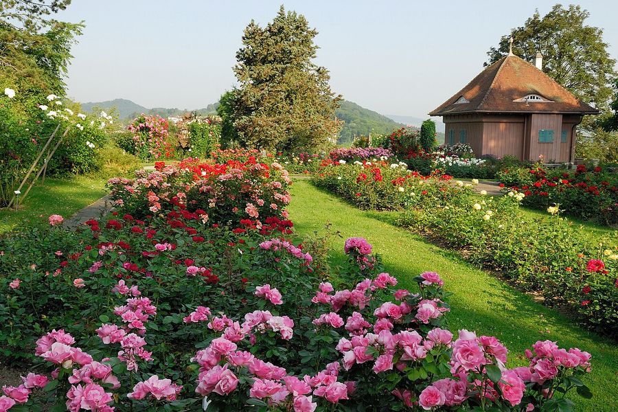 Blühende Rosen im Rosengarten Winterthur